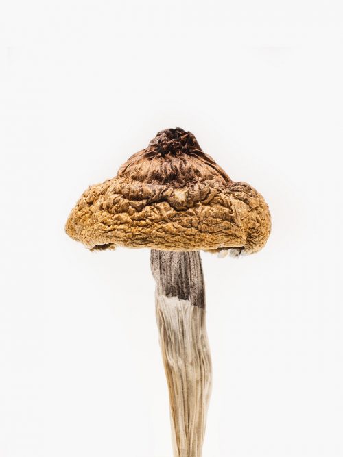 Golden Caps Mushroom for sale